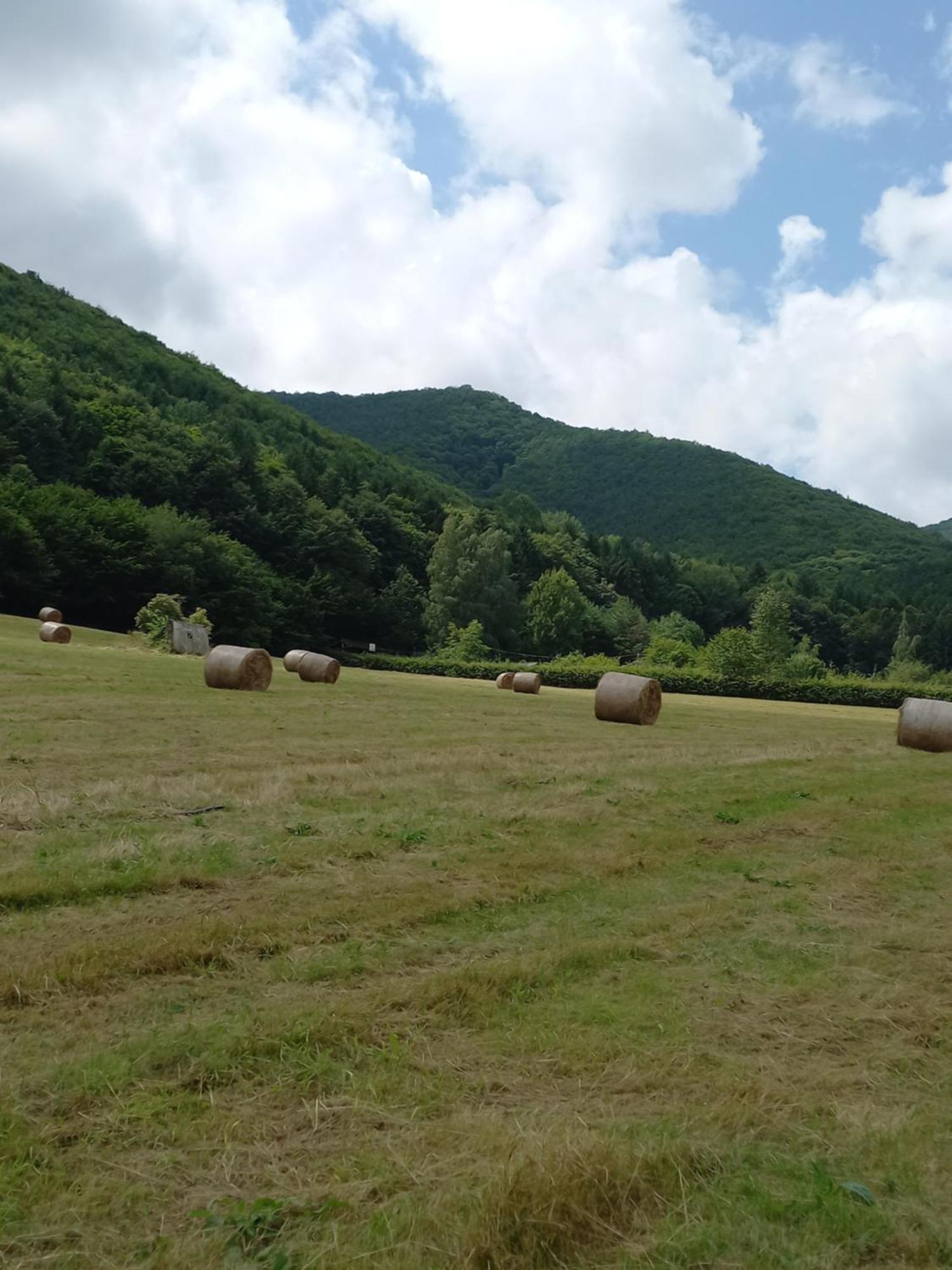 Pensiunea Natura Sadu Sibiu Bagian luar foto