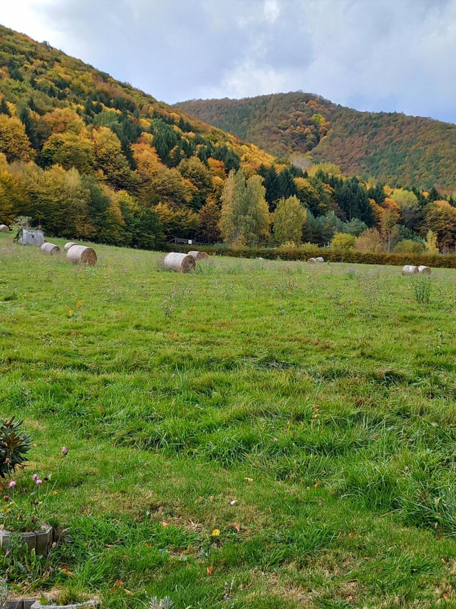 Pensiunea Natura Sadu Sibiu Bagian luar foto